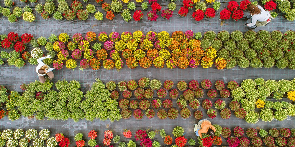 How To Use Grow Bags