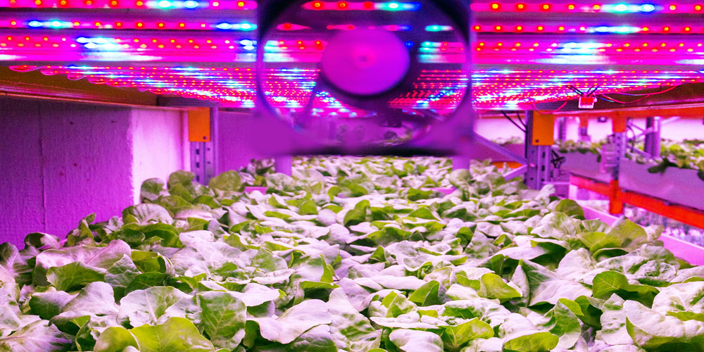 How Do LED Grow Lights Work