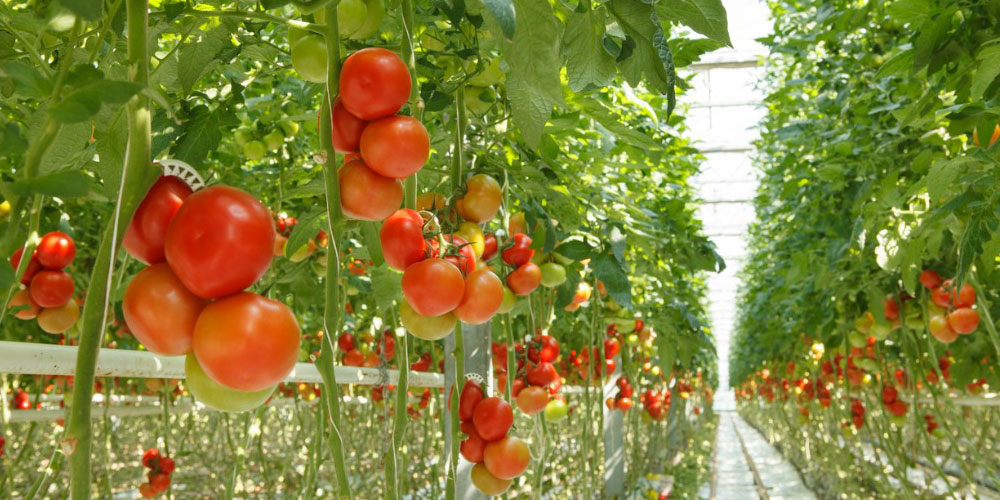 Tomatoes Grow Bags