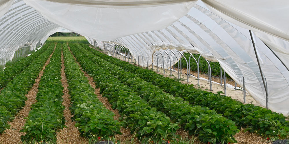 Benefits of Grow Tents