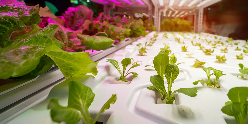 Indoor Grow Operation