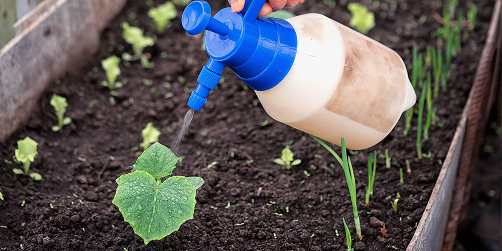 What Nutrients Do Plants Need