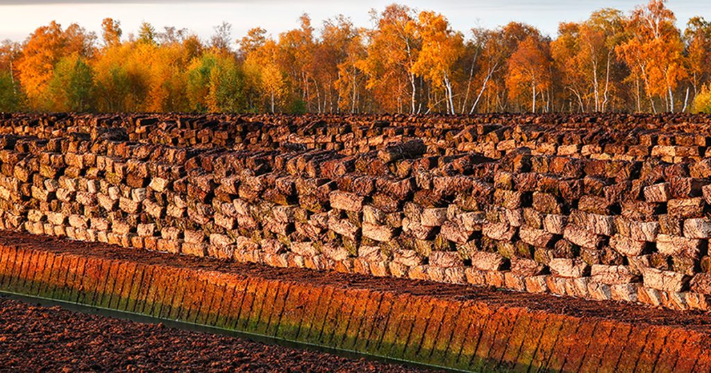 Peat Moss vs Coco Coir