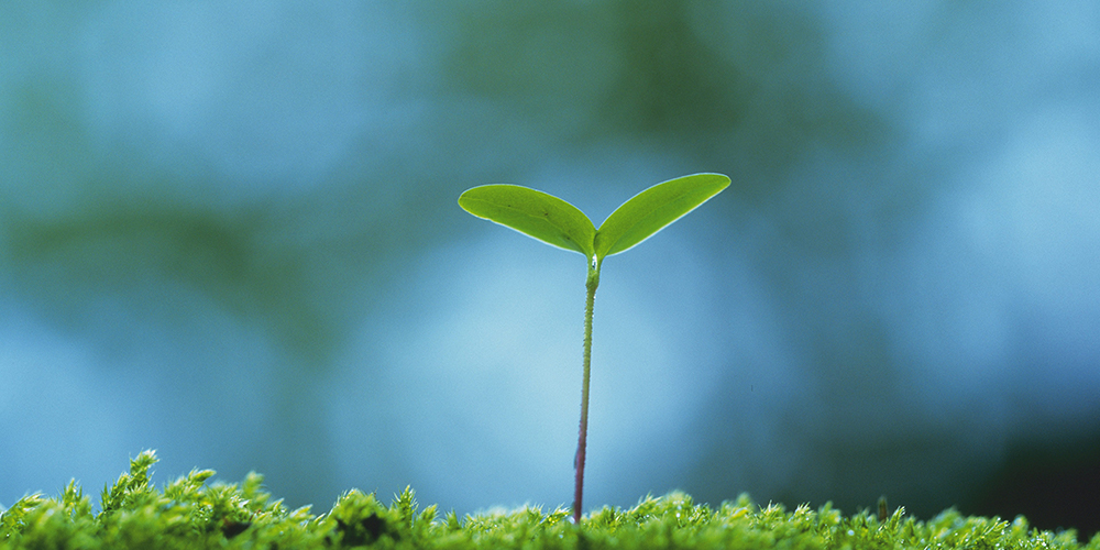 What Does Nitrogen Do For Plants