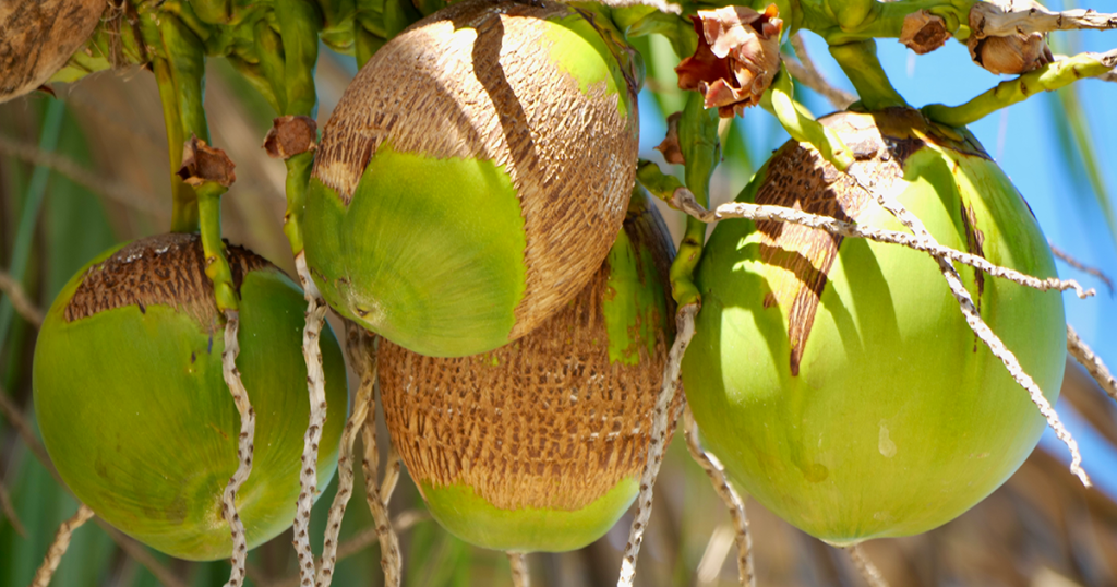 BioNova Coco Forte A+B