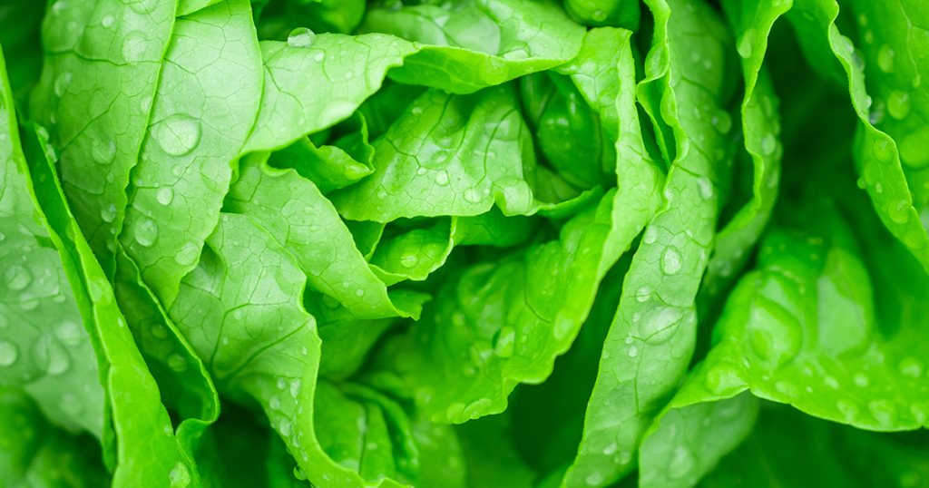 BioNova Nutrients Review