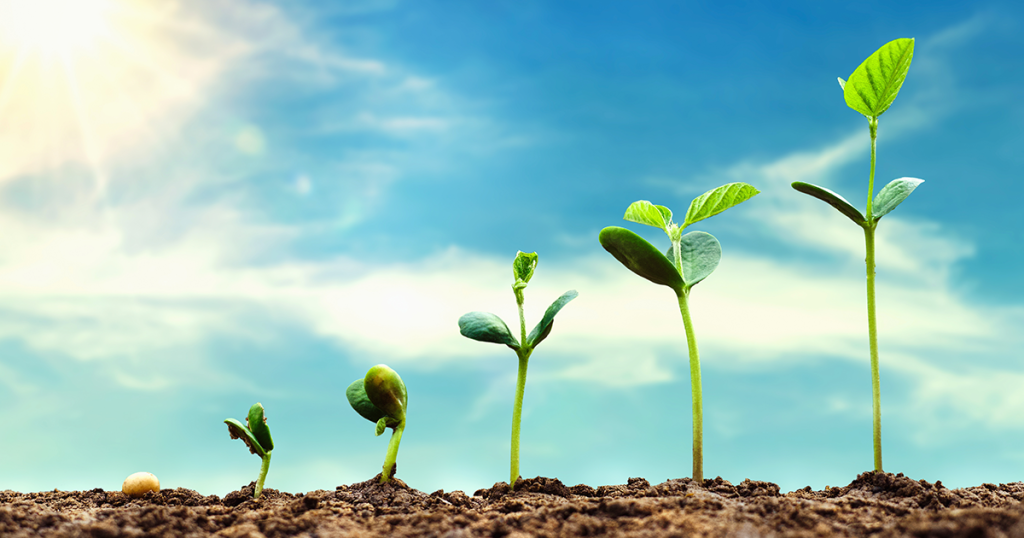 stages-of-plant-growth