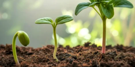 best-propagation-plugs-healthy-roots