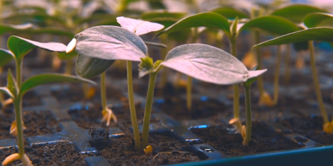 The Ultimate Guide to Grow Plugs